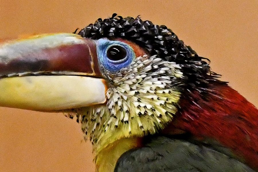 Curl-Crested Aracari