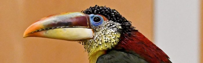 Curl-Crested Aracari