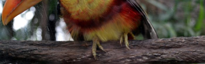 Curl-Crested Aracari
