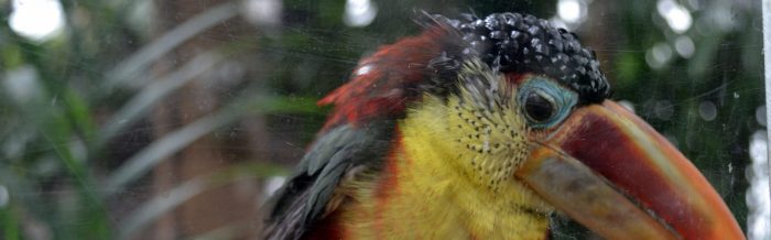Curl-Crested Aracari