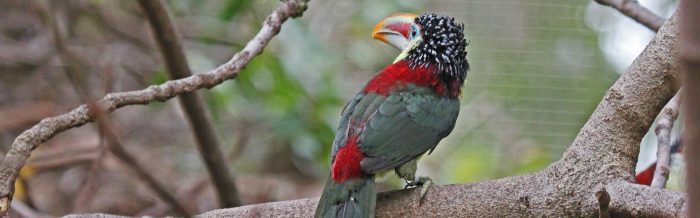 Curl-Crested Aracari