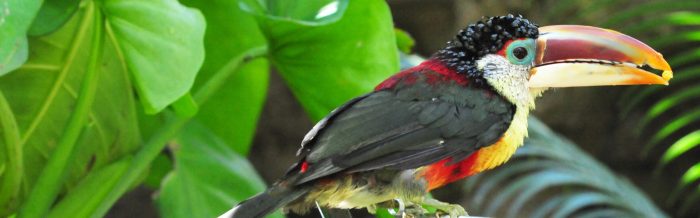 Curl-Crested Aracari