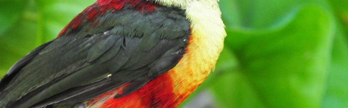 Curl-Crested Aracari