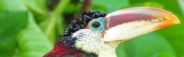 Curl-Crested Aracari
