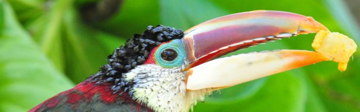 Curl-Crested Aracari