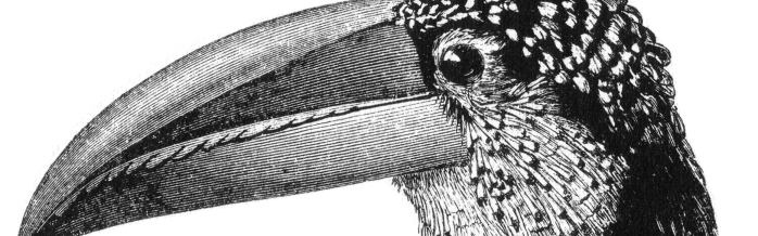 Curl-Crested Aracari