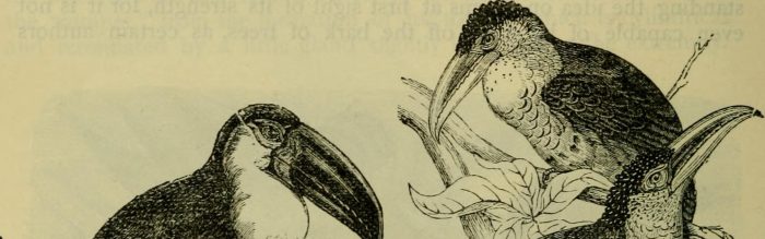 Curl-Crested Aracari