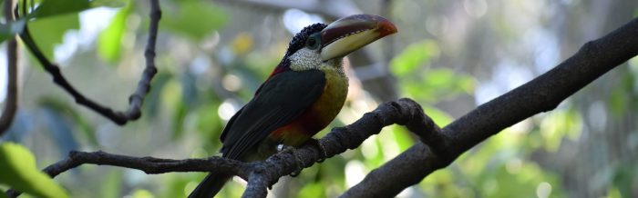 Curl-Crested Aracari