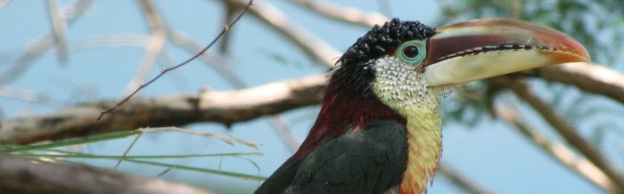 Curl-Crested Aracari