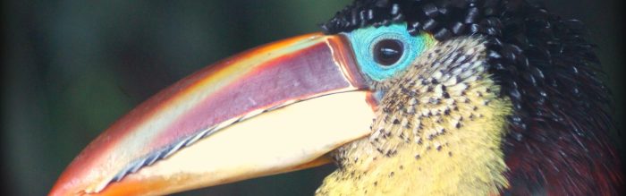 Curl-Crested Aracari