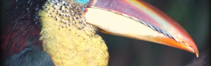 Curl-Crested Aracari