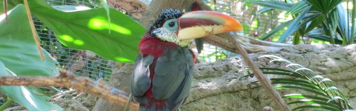 Curl-Crested Aracari