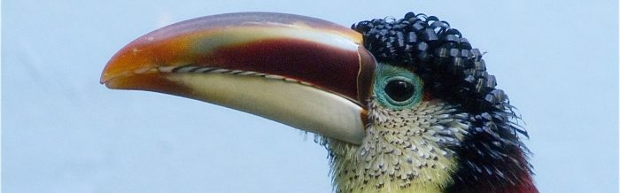 Curl-Crested Aracari