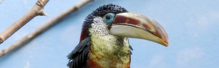 Curl-Crested Aracari
