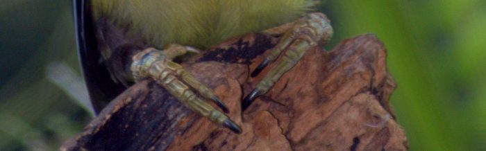 Curl-Crested Aracari