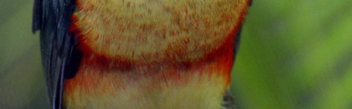 Curl-Crested Aracari