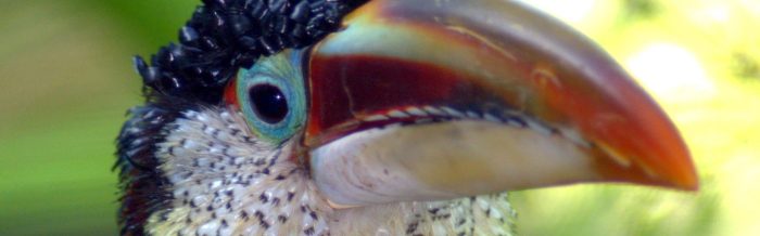 Curl-Crested Aracari