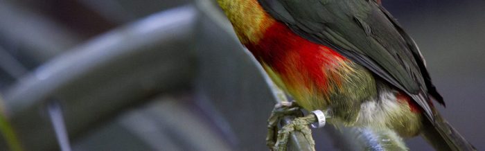 Curl-Crested Aracari