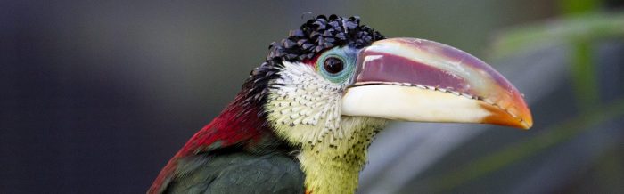 Curl-Crested Aracari