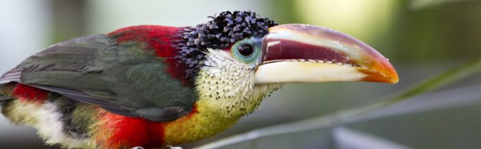 Curl-Crested Aracari