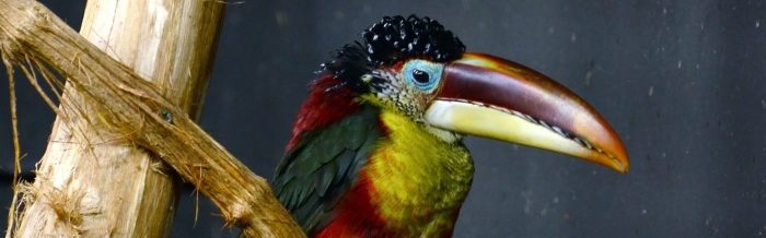 Curl-Crested Aracari