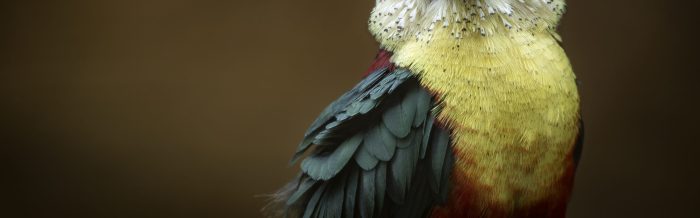 Curl-Crested Aracari