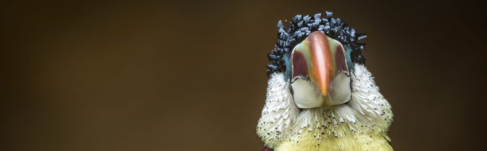 Curl-Crested Aracari