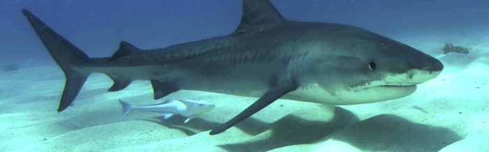 Tiger Shark