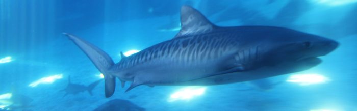 Tiger Shark