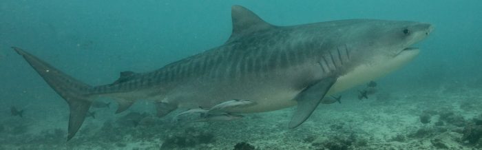Tiger Shark