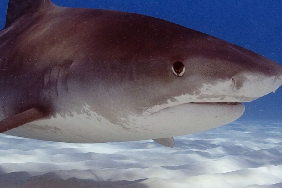 Tiger Shark