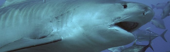 Tiger Shark