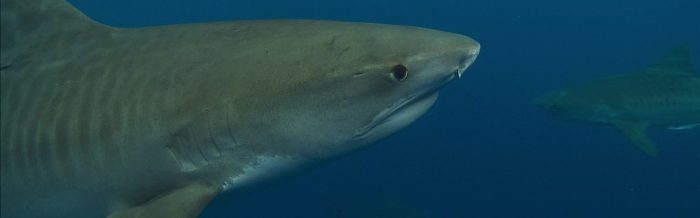 Tiger Shark