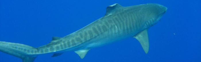 Tiger Shark