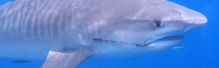 Tiger Shark