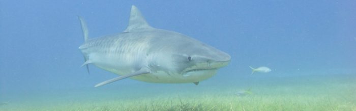 Tiger Shark