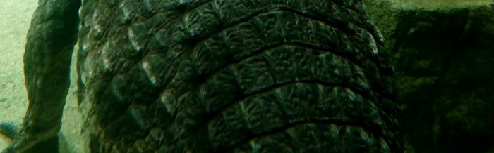 Slender-Snouted Crocodile