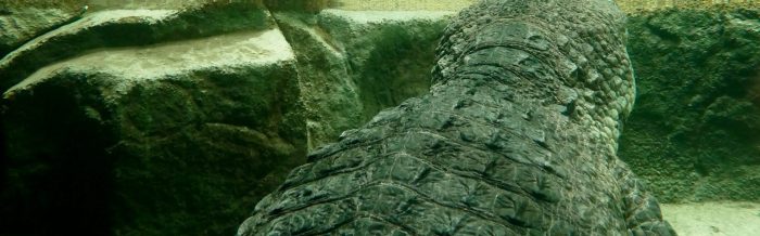 Slender-Snouted Crocodile