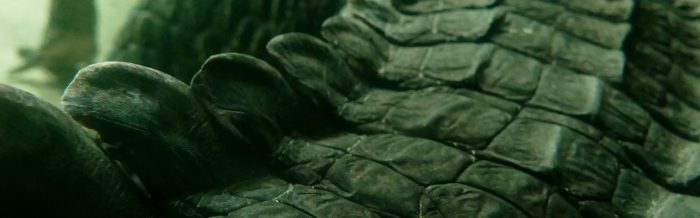 Slender-Snouted Crocodile