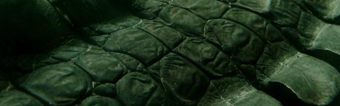 Slender-Snouted Crocodile