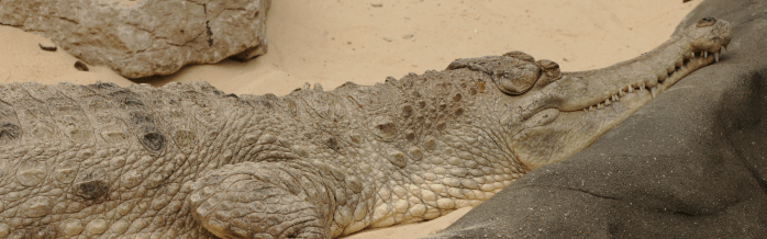 Slender-Snouted Crocodile