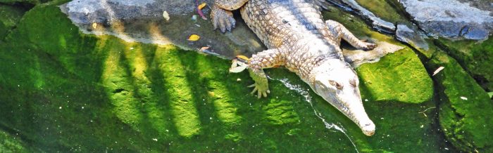 Slender-Snouted Crocodile