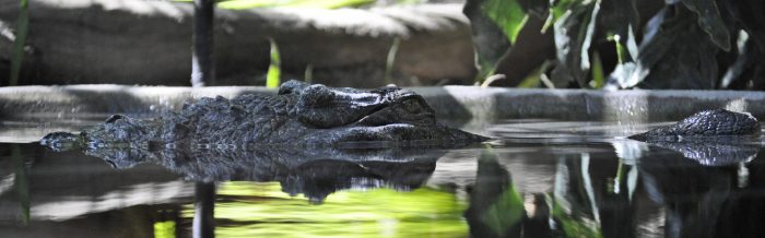 Slender-Snouted Crocodile