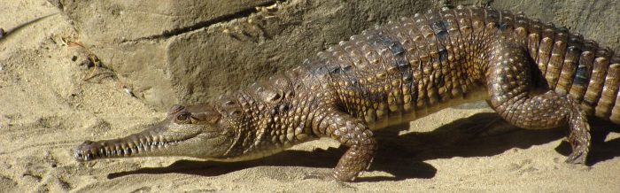 Slender-Snouted Crocodile