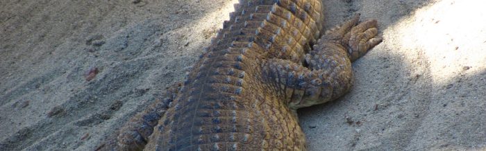 Slender-Snouted Crocodile