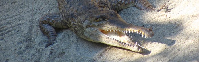 Slender-Snouted Crocodile