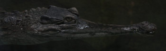 Slender-Snouted Crocodile