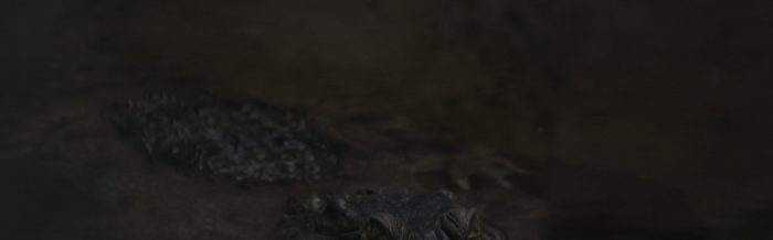 Slender-Snouted Crocodile