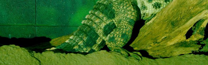 Slender-Snouted Crocodile