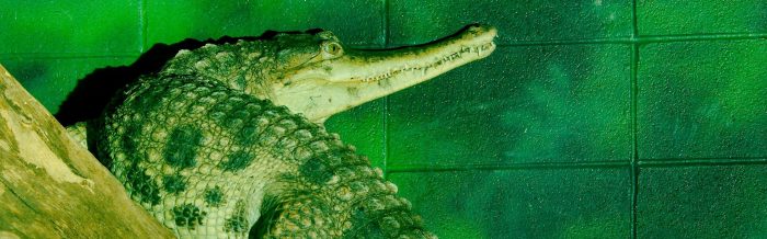 Slender-Snouted Crocodile
